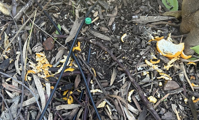 what is eating my mandarins?
