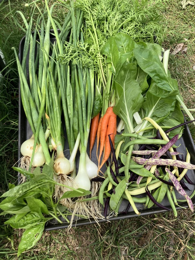 finally getting lots (for us) fresh food a day!