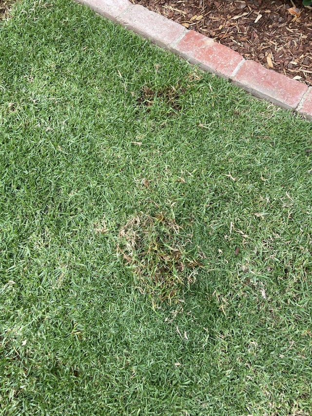 lawn grubs?