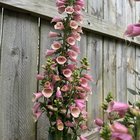 foxglove