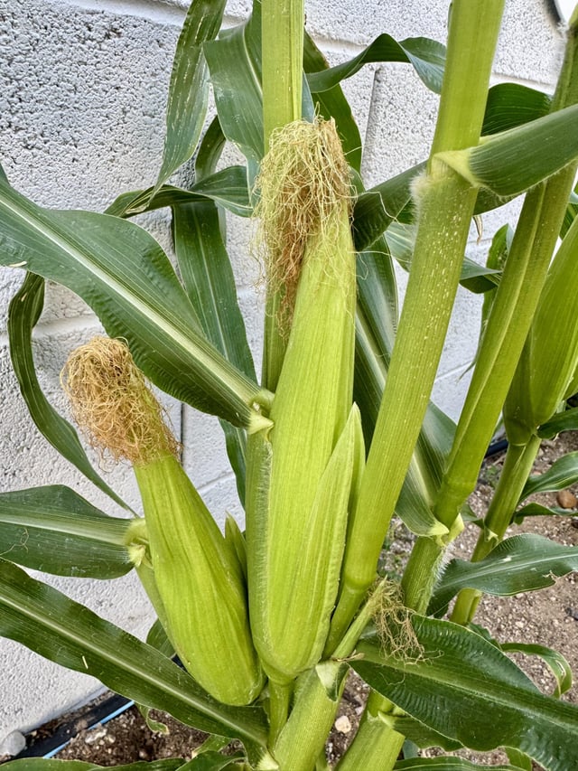 corn and peppers!