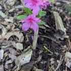 the little azalea that could!