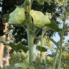 how tall does hollyhocks grow? 12 feet and more?