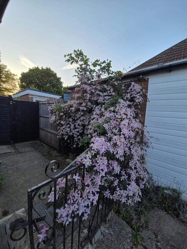 pink is in at the moment! the smell of the clematis is incredible