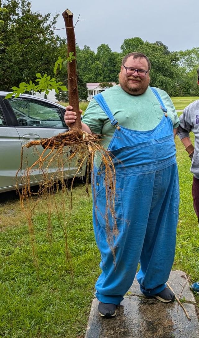 pretty proud of getting the roots on this invasive white mulberry!