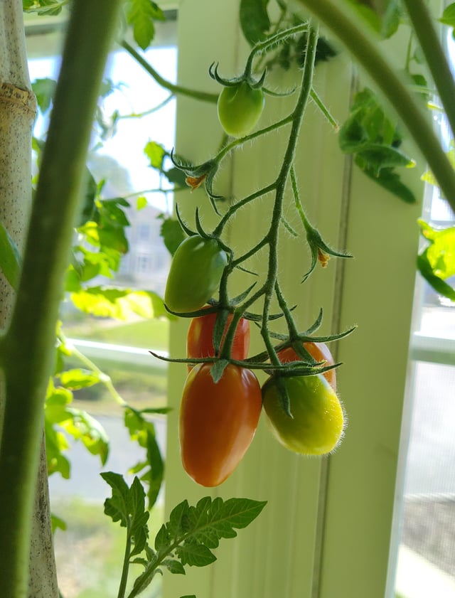 indoor grape tomatoes: first ripeness!