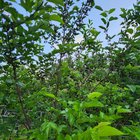 mulberries starting to ripen in my yard
