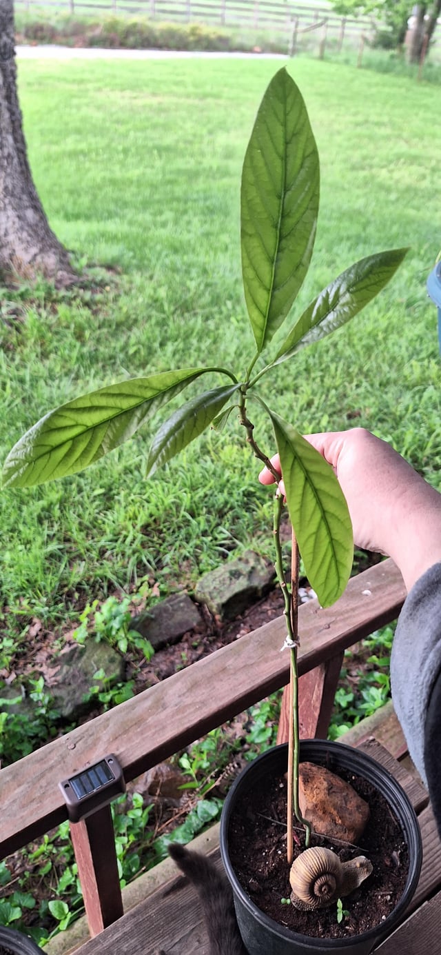 my mom's avocado seed is growing!! 🥑