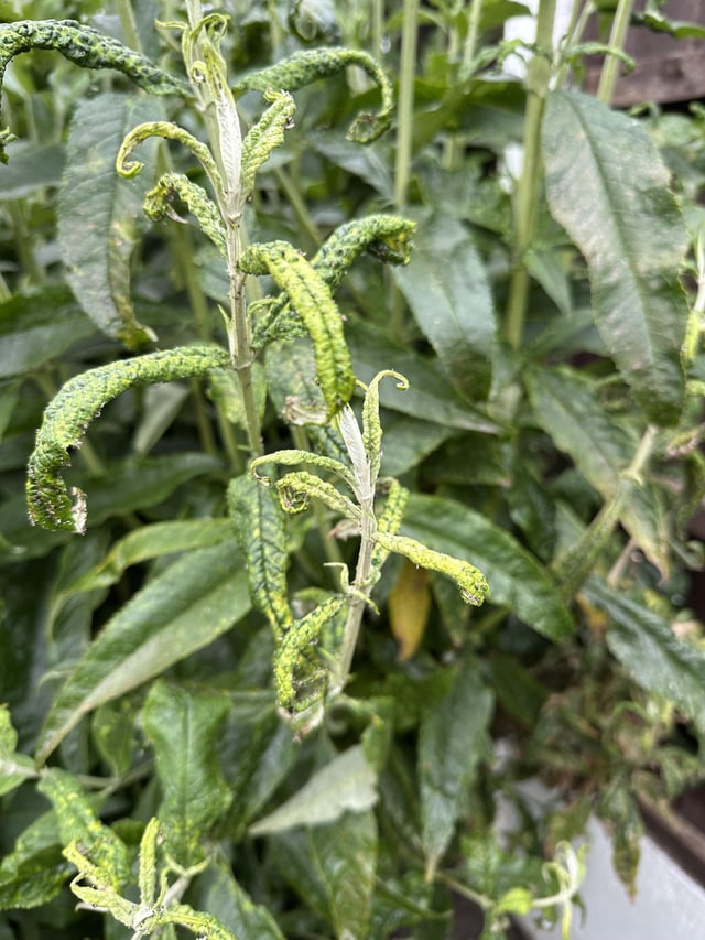 buddleia leaves all wrong