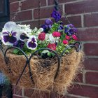 what does everyone do with their winter basket plants once we're in summer? it seem such a shame to throw these away...