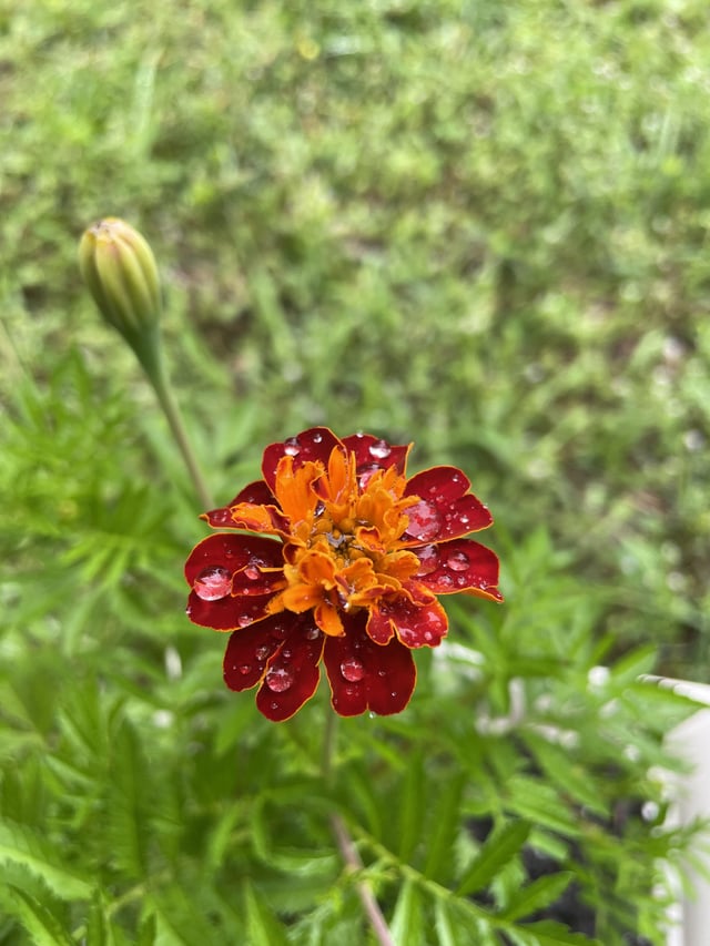 my first marigold bloom!