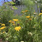 🐝happy world bee day.🍯 “bee inspired by nature to nourish us all”✨🌞 🌻