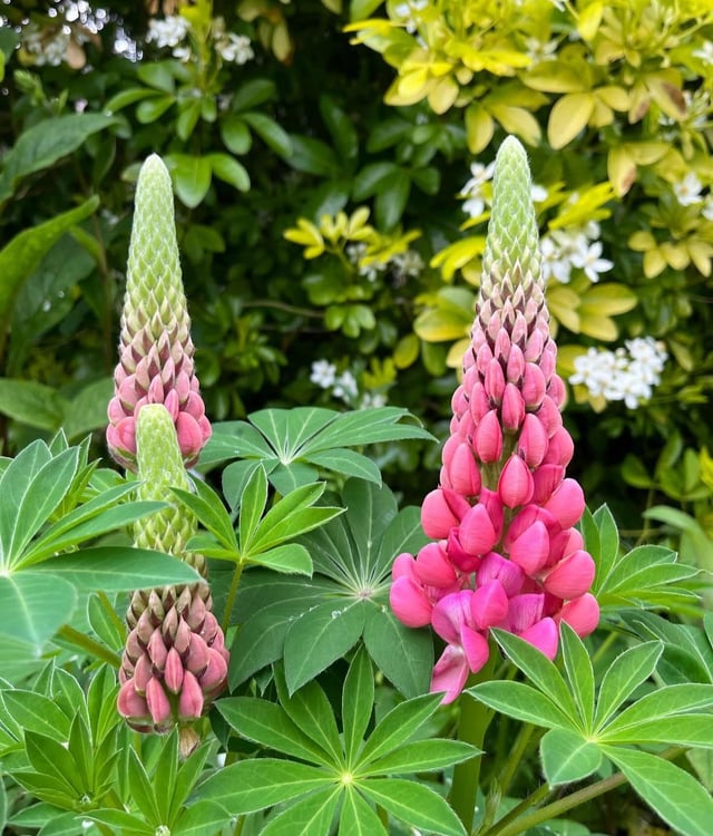 i want these beautiful lupines in my garden… what should i be cautious of..?