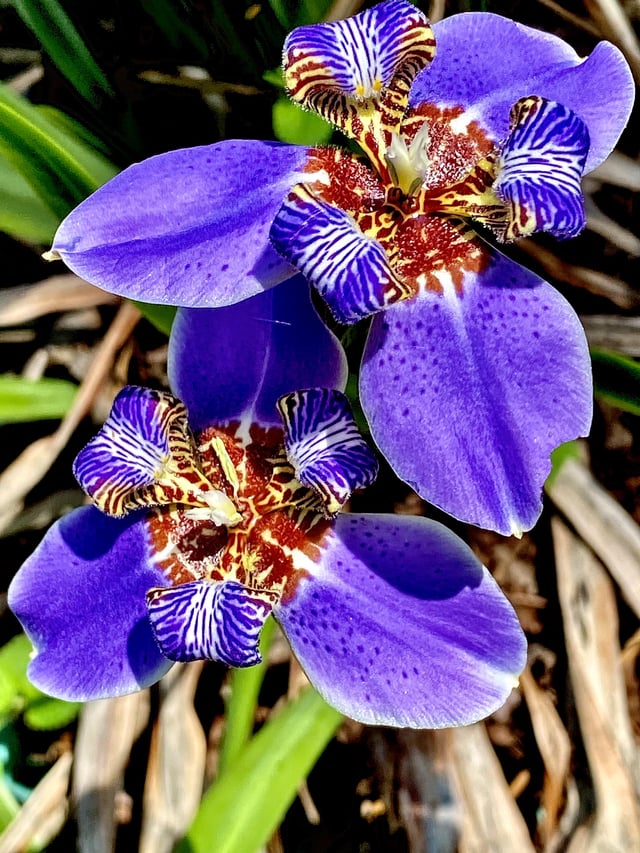 up close of my walking iris