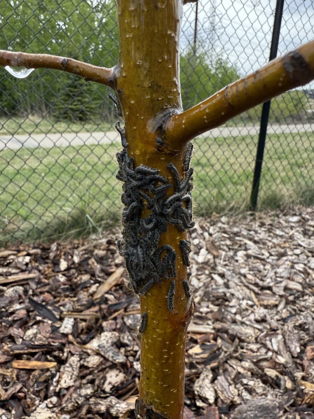 what are these and is my tree dead?