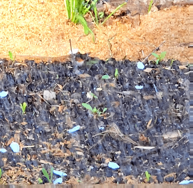 my adorable friend who meets me in the garden each morning for a lil dance in the water sprinkles♡
