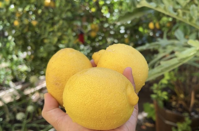 This morning’s lemon harvest from the backyard garden 🌱🍋 – Reddit Post