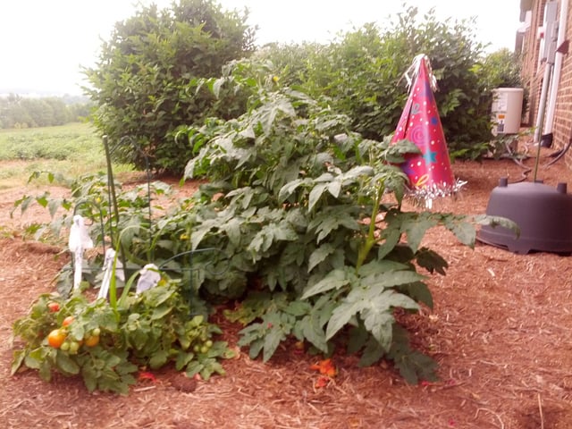 i thought this sub would appreciate my grandpa’s solution to deer nibbling on his tomato plant