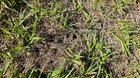 Hundreds of round holes in the thatch, but not the ground