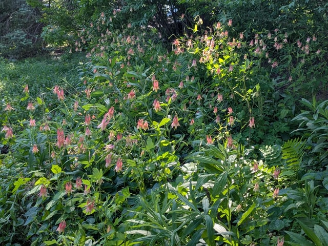 columbine bed looks great!