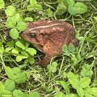 native american toad in my garden