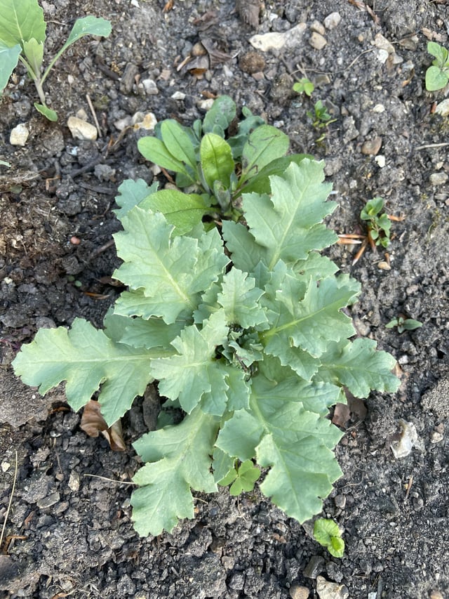 opium poppy weed or keeper?