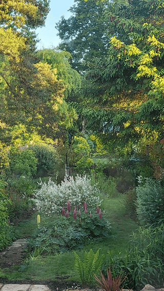 lush garden in the early morning sun