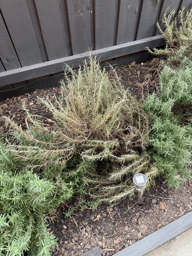 can i save this rosemary?