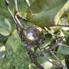 Hummingbird nest on our rhododendron – Reddit Post