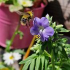 bee!