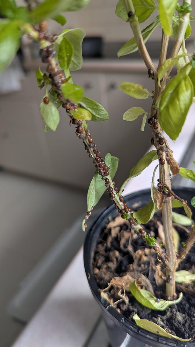 what is growing on the basil plants in our kitchen