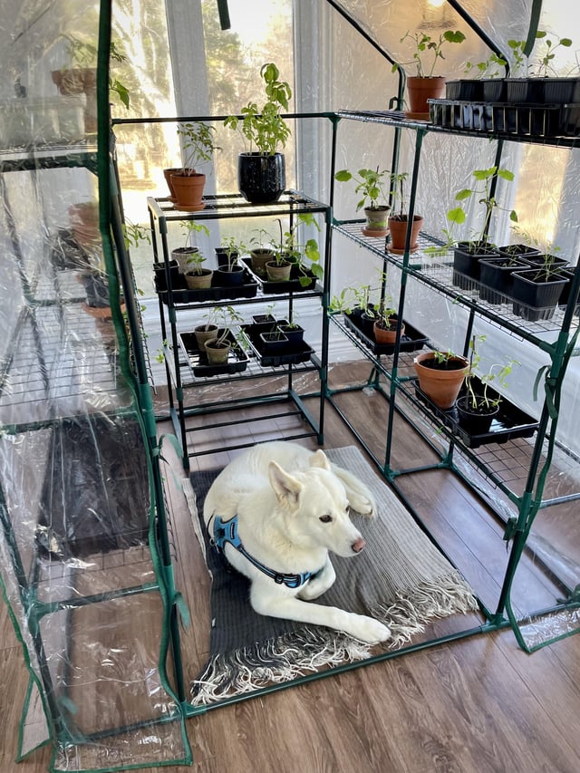 looking forward to plant outdoors, but my dog will miss all the smells here.