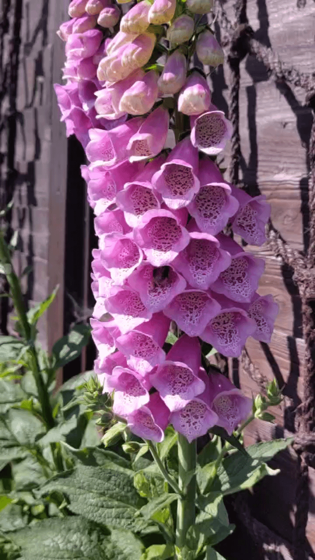 i just like watching bumblebees 🥰