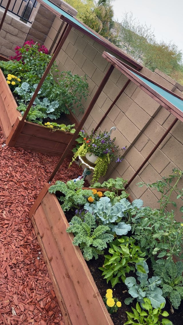 my little garden in arizona 🌞🌵🍅🥬🪻