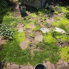 working on my moss today