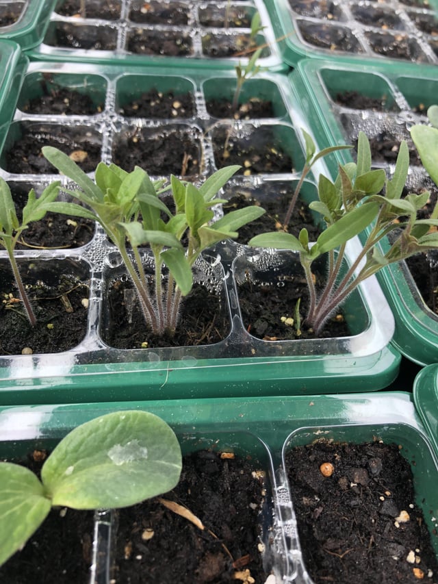 separate the tomato seedlings?