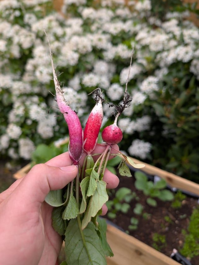 first harvest this year