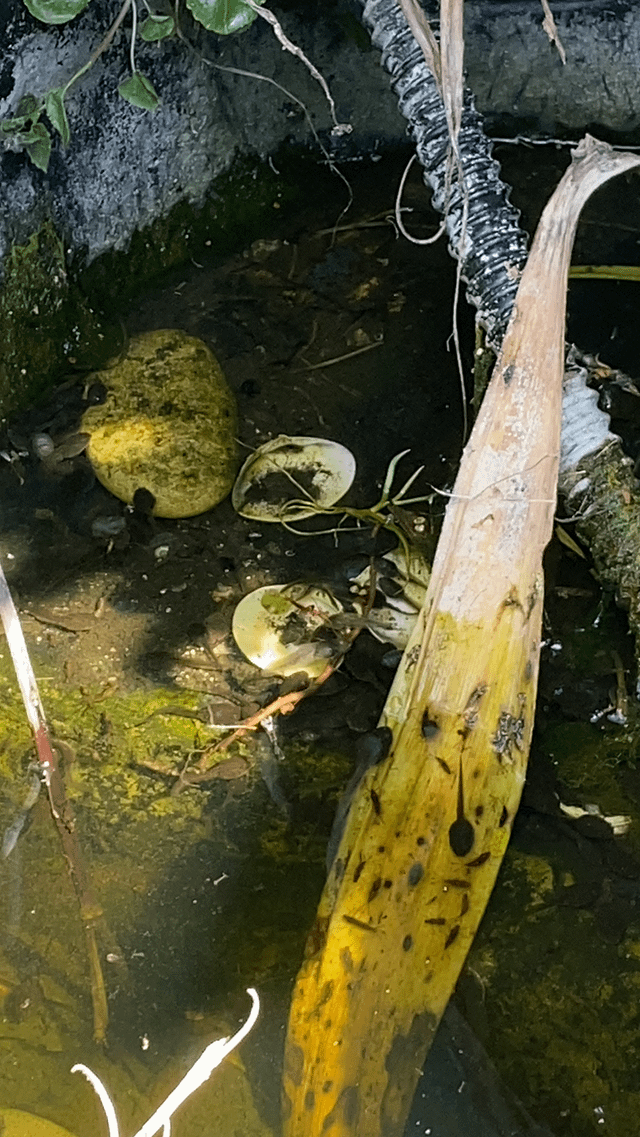 tadpoles