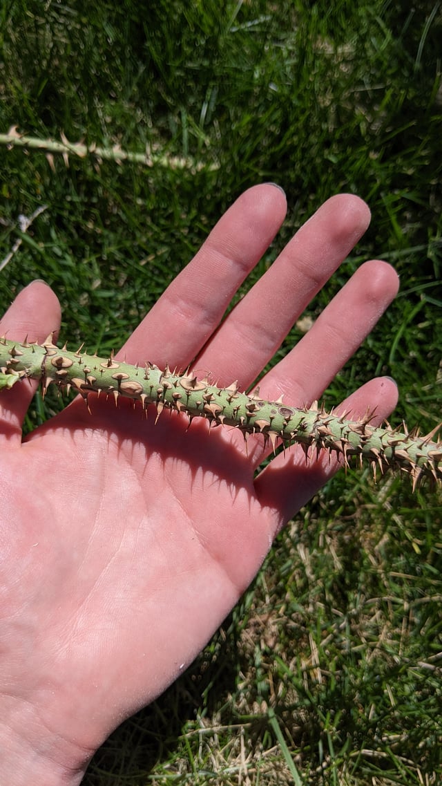 This looks like a joke. An exaggeration. This looks like a rose stem making fun of itself. – Reddit Post