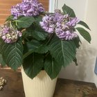 why are my hydrangeas browning?