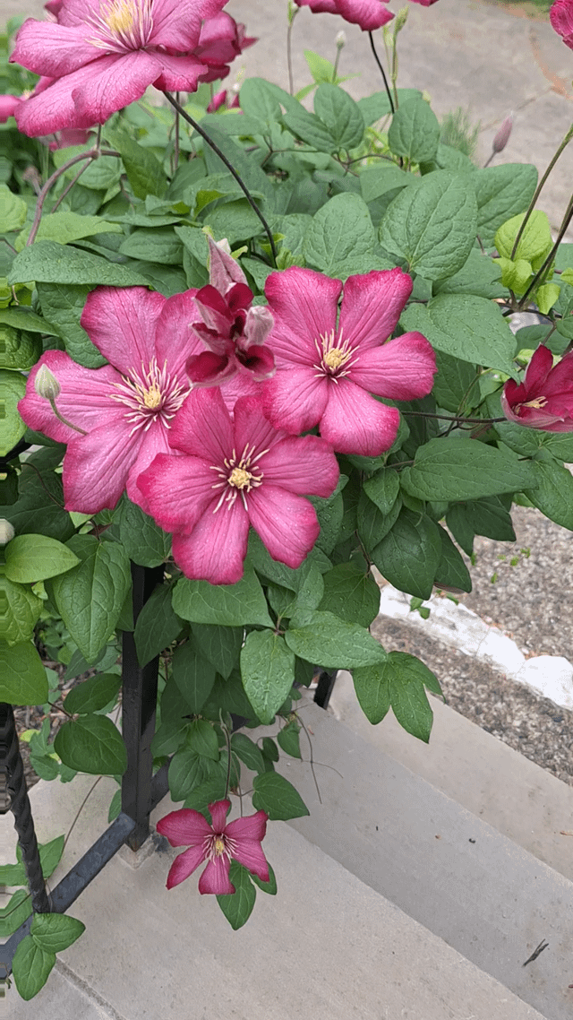 ville de lyon clematis