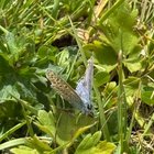 no idea what type of butterfly this little one is, but they loved the sun!