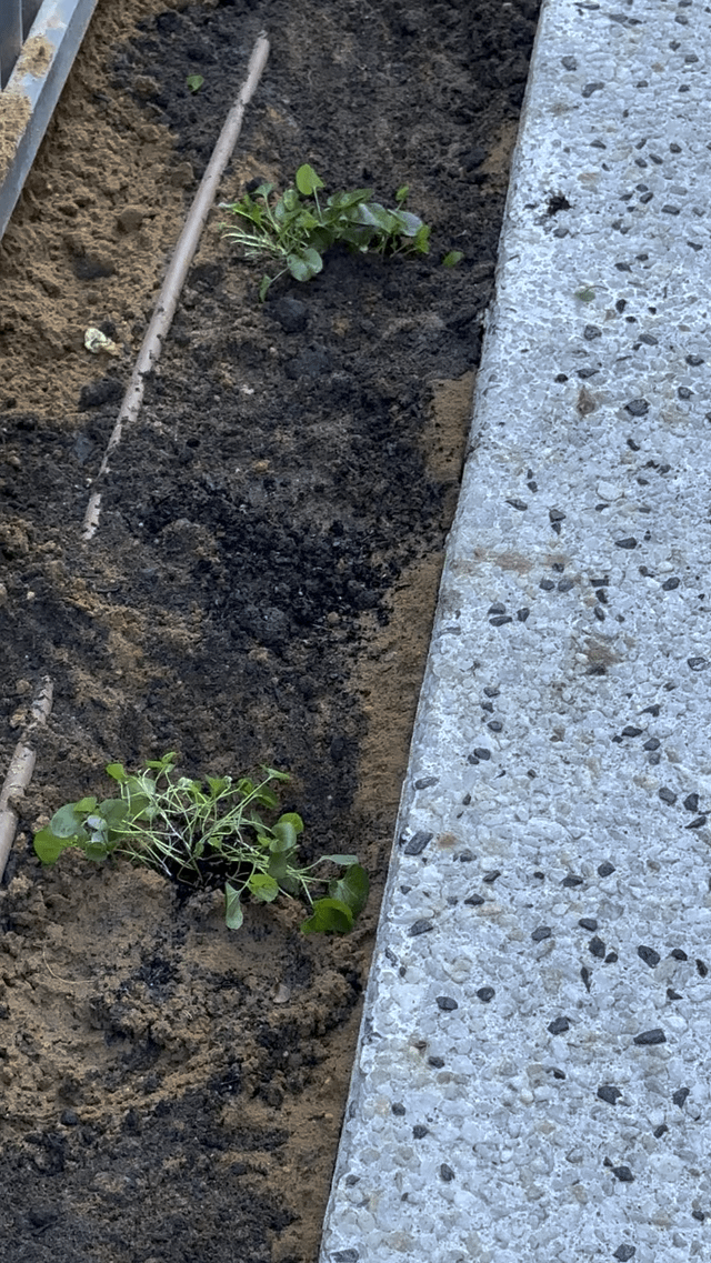 suggestions for plant in front of ac compressor