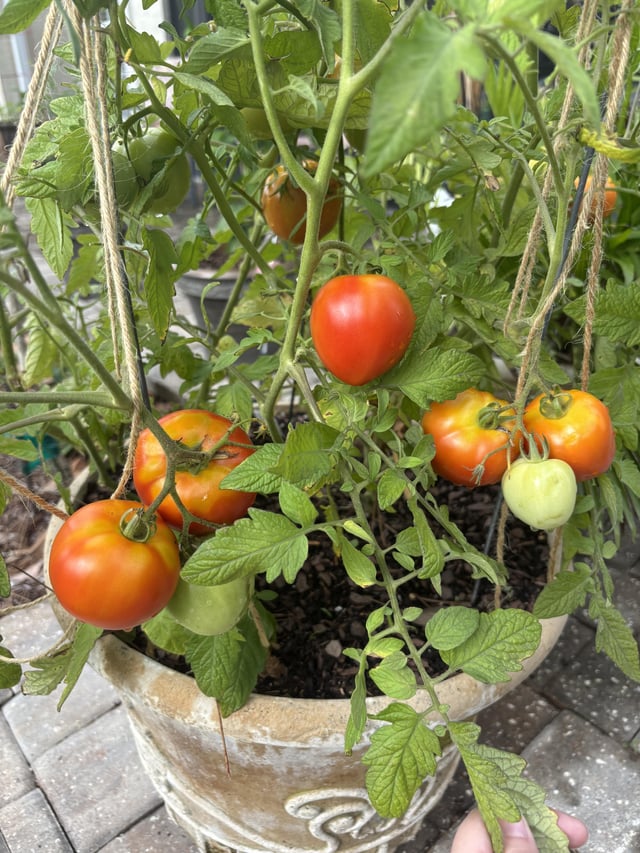 to pick or not to pick?