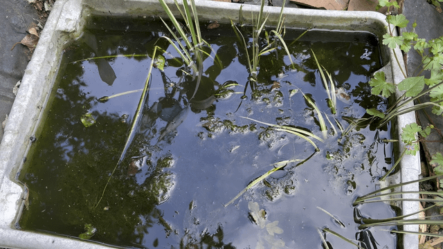 we have newts 🥹