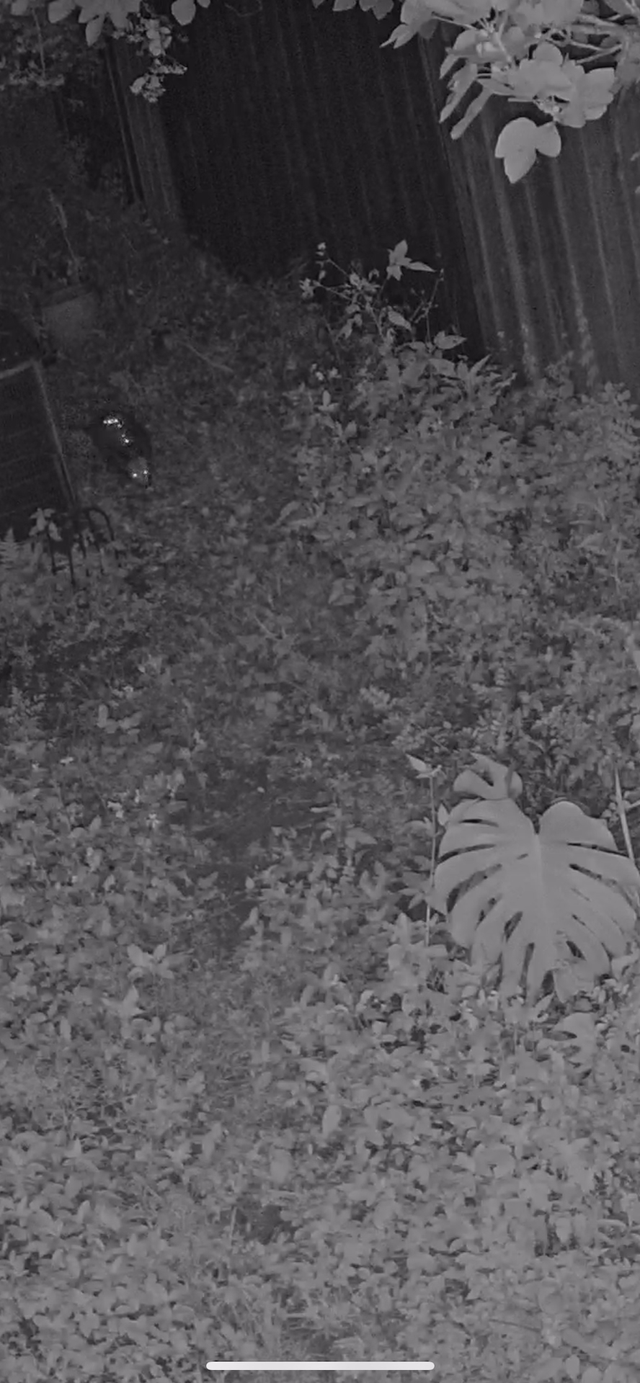 Opossum Uber – Reddit Post