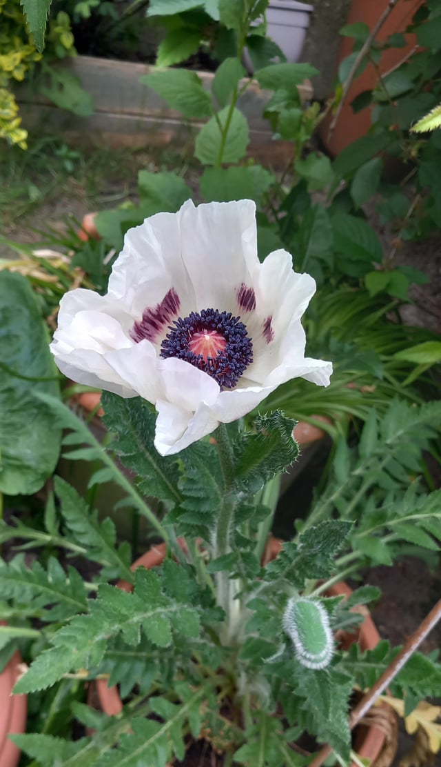 my poppy bloomed and she's a beauty!