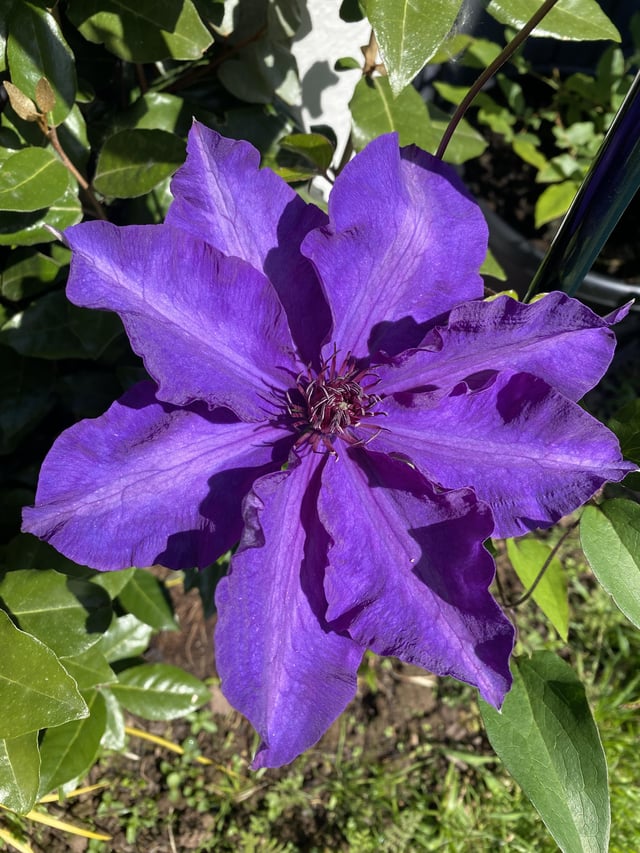 “the president” clematis.