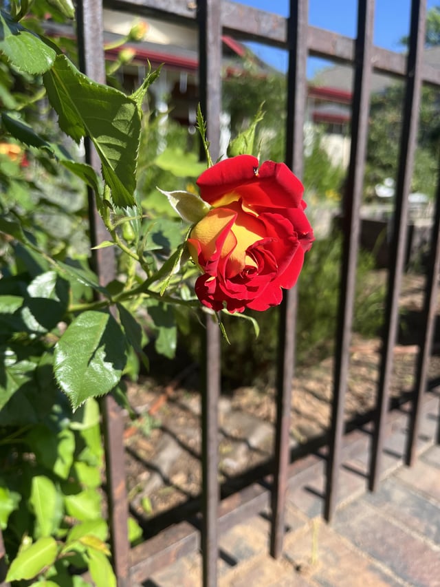saw on my walk. so beautiful 🤩