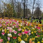 lisse, flower lover's dream